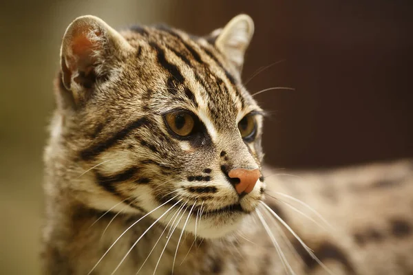 Portrait Cute Wild Cat — 图库照片