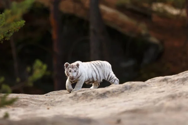 Porträt Eines Weißen Tigerjungen Der Wilden Natur — Stockfoto