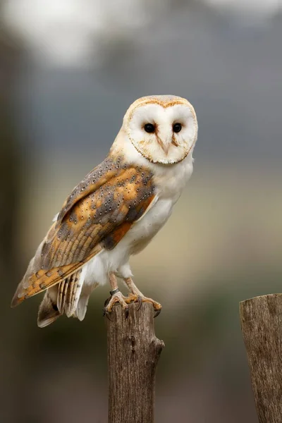 Pássaro Fauna Coruja Imagens Grande Plano — Fotografia de Stock