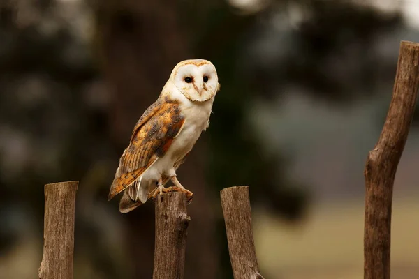 Bird Fauna Owl Close — Photo