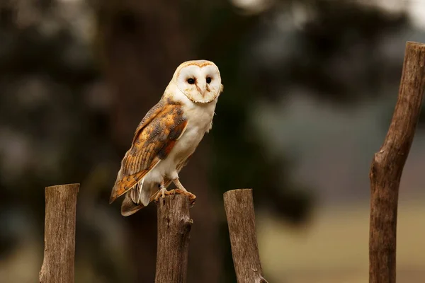 Bird Fauna Owl Close — Stockfoto