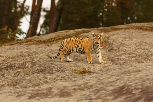 Cute tiger  portrait at wild nature