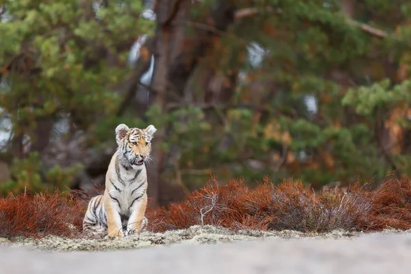 Cute tiger  portrait at wild nature