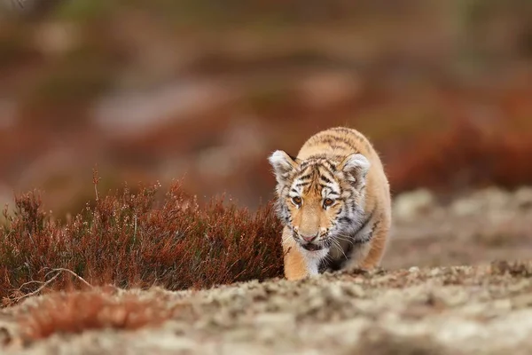 Cute Tiger Portrait Wild Nature — Stock Photo, Image