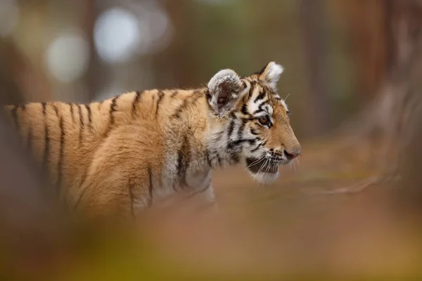 Cute tiger  portrait at wild nature