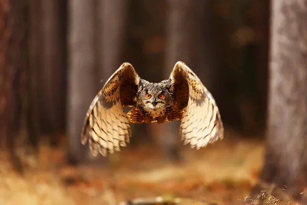 Bird Fauna Owl Close — Stock Fotó