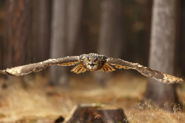 Bird Fauna Owl Close — Stok fotoğraf