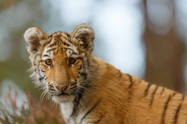 Cute tiger  portrait at wild nature