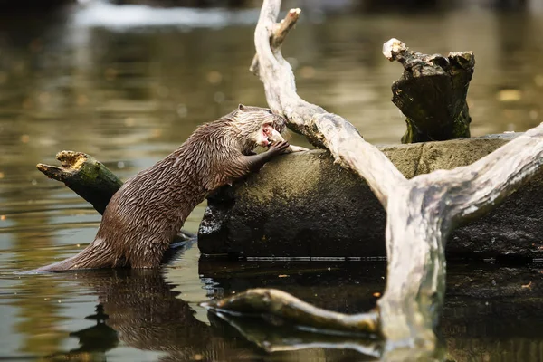 Otter Eating Fish — Photo