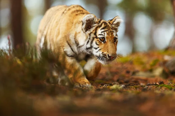 Cute Tiger Cub Portrait Wild Nature — 스톡 사진