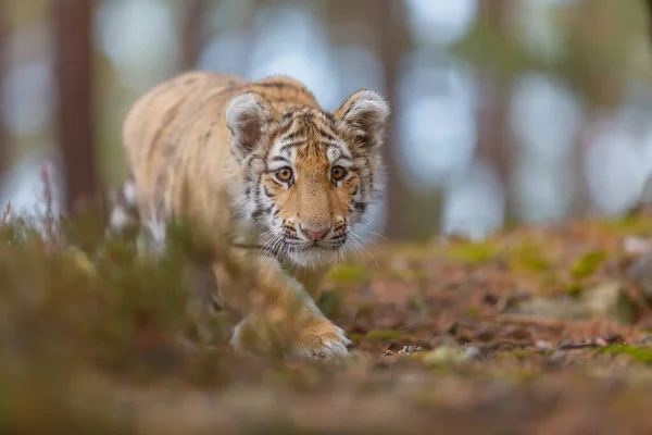 Cute Tiger Cub Portrait Wild Nature — Stock Photo, Image