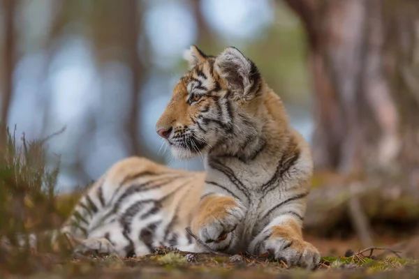 Cute Tiger Cub Portrait Wild Nature — Stock Photo, Image