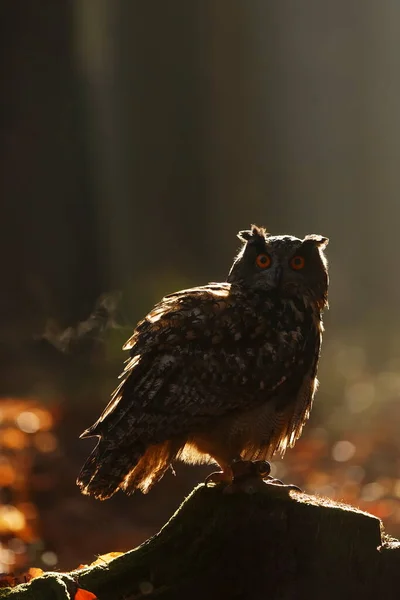 Burung Fauna Burung Hantu Tutup — Stok Foto