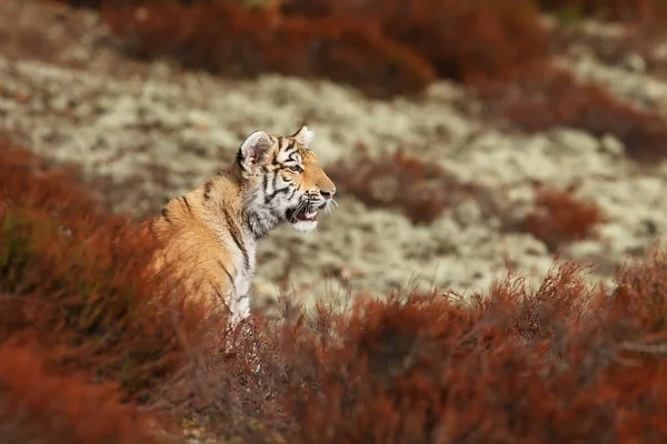 Cute tiger cub portrait at wild nature