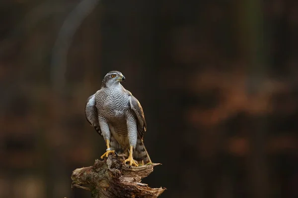Falcon Wild Bird Fauna — Stockfoto
