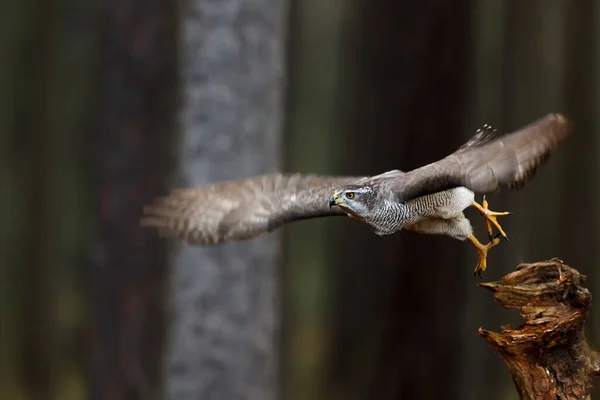Falcon Wild Bird Fauna — Foto de Stock