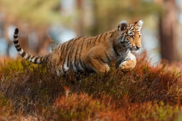 Cute Tiger Cub Portrait Wild Nature — Stock Photo, Image