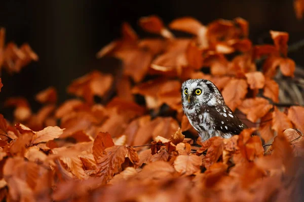 Bird Fauna Owl Close — Stockfoto