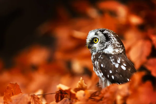 Ptak Fauna Sowa Zbliżenie — Zdjęcie stockowe