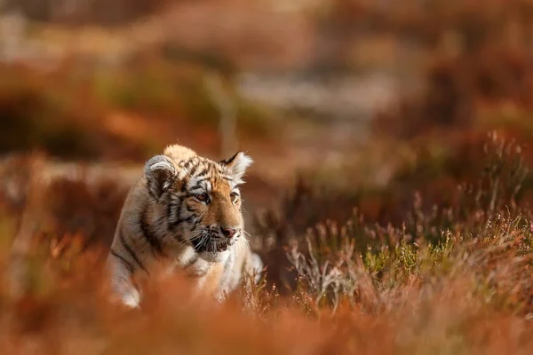 Cute tiger cub portrait at wild nature