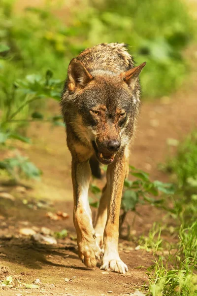 Gray Wolf Portrait Wild Nature —  Fotos de Stock