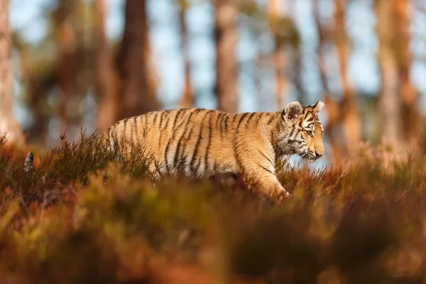 Cute tiger cub portrait at wild nature