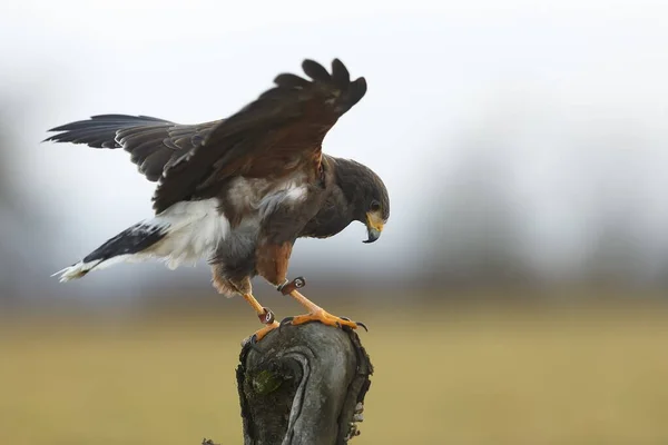 White Tailed Eagle Wild Nature — Stockfoto