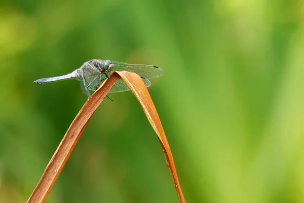 Closeup Dragonfly Sitting Plant — Photo