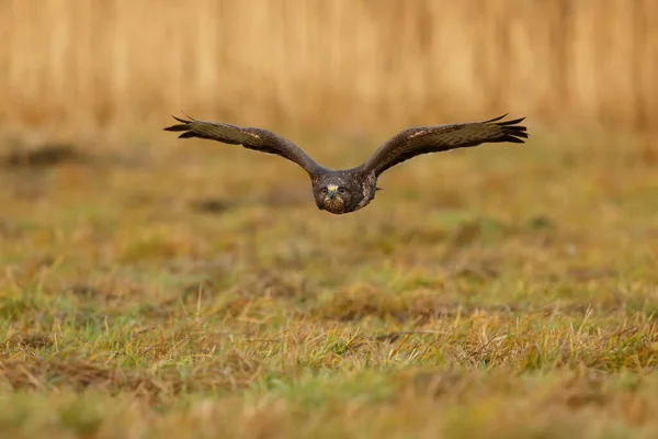 Common Buzzard Flying Forest — Foto de Stock