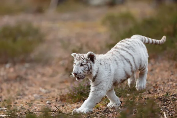 White Tiger Cub Portrait Wild Nature — Zdjęcie stockowe