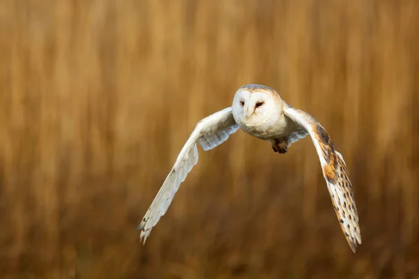 Vogel Fauna Eule Nahaufnahme — Stockfoto