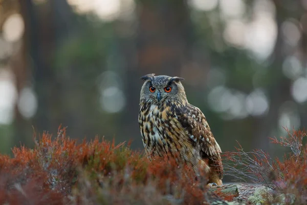Eagle Owl Portrait Forest Daytime — Stockfoto