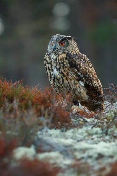 Eagle Owl Portrait Forest Daytime — стоковое фото