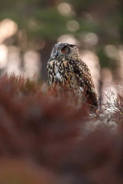 Eagle Owl Portrait Forest Daytime — Φωτογραφία Αρχείου