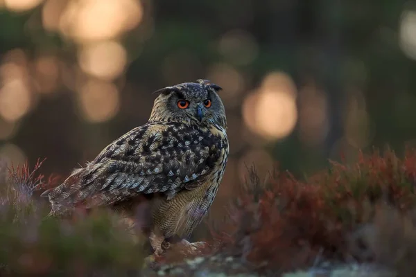 Eagle Owl Portrait Forest Daytime — ストック写真