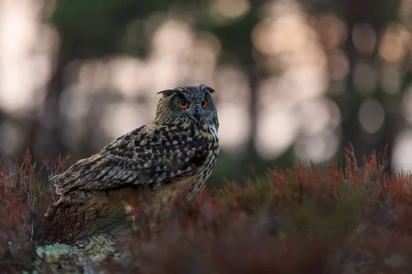 Eagle Owl Portrait Forest Daytime — стоковое фото