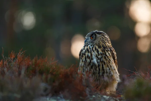 Eagle Owl Portrait Forest Daytime —  Fotos de Stock