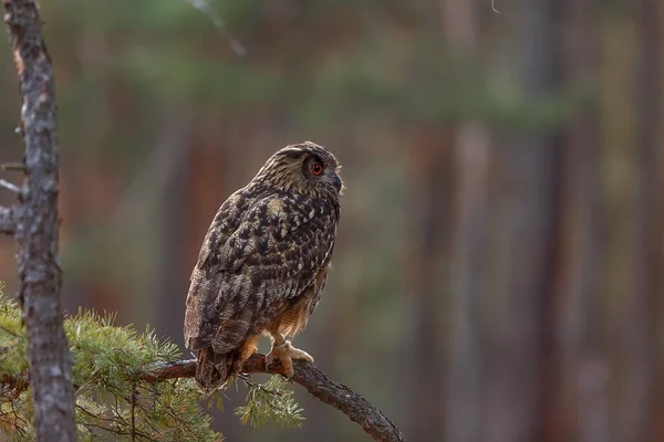Eagle Owl Portrait Forest Daytime — Photo