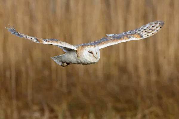 Bird Fauna Owl Close — Foto de Stock