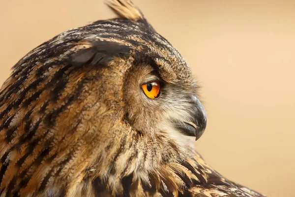 Eagle Owl Portrait Forest Daytime — Fotografia de Stock