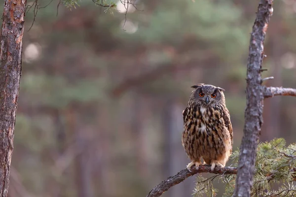 Eagle Owl Portrait Forest Daytime — стоковое фото