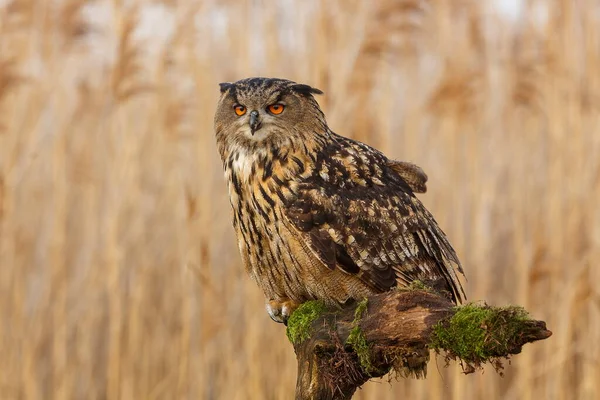 Uhu Porträt Tagsüber Wald — Stockfoto