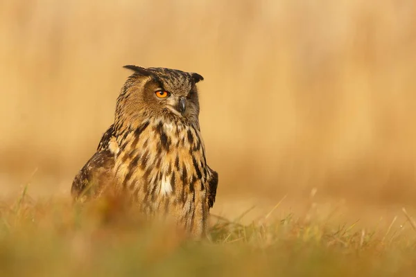 Eagle Owl Portrait Forest Daytime — Stock Fotó