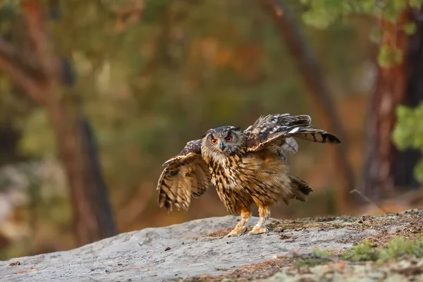 Flying Eagle Owl Portrait Daytime — Foto Stock