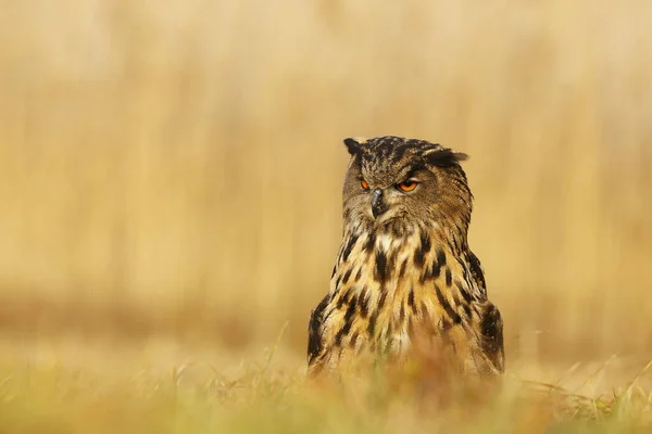 Eagle Owl Portrait Forest Daytime — Stock Photo, Image