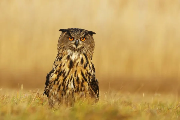 Eagle Owl Portrait Forest Daytime — Foto de Stock