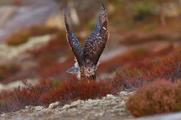 Flying Eagle Owl portrait at daytime