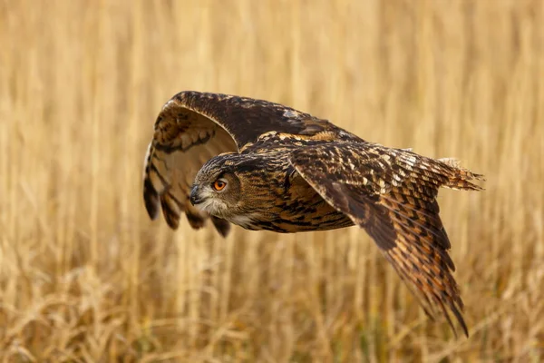 Flying Eagle Owl Portrait Daytime — Stock Photo, Image