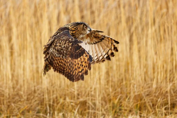 Flying Eagle Owl Portrait Daytime — Stock Photo, Image