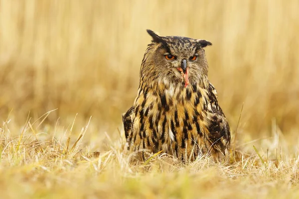 Eagle Owl Portrait Forest Daytime — Stockfoto